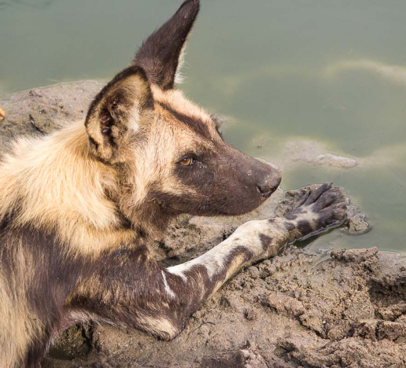 17Franscois Rosslee Wild Dogs 3 1 17Franscois Rosslee Wild Dogs 3 1