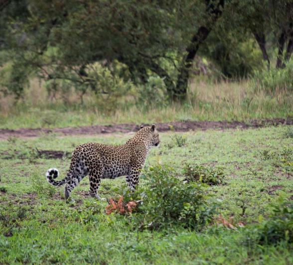 29Frederik Aucamp LBC Teaching Cub 1 2
