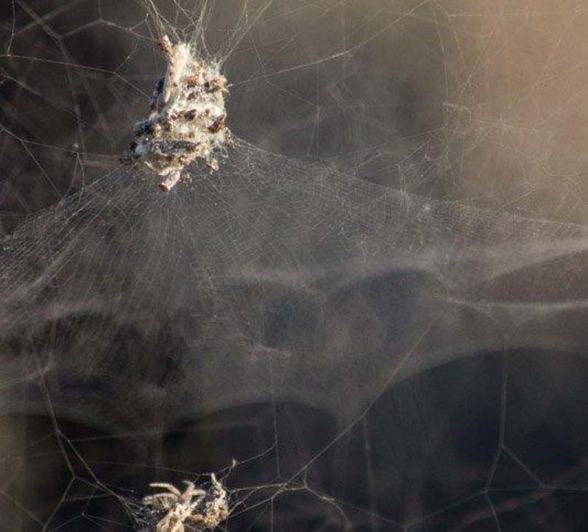 29Tayla McCurdy Tent Web Spider 3 July 16 1