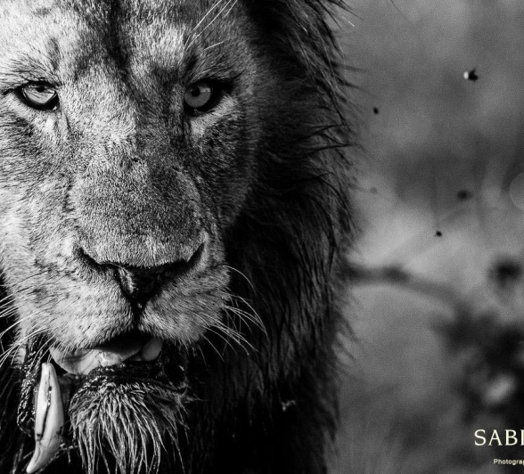 33Terry Ennever Lions 11117 1 Final