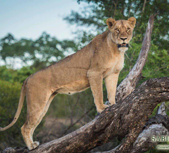 12Terry Ennever Lions 27118 Final