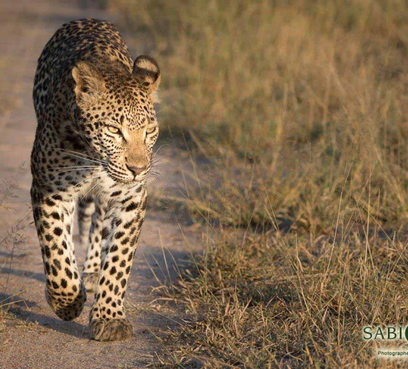 26Terry Ennever Ntsumi 201859 Final 26Terry Ennever Ntsumi 201859 Final