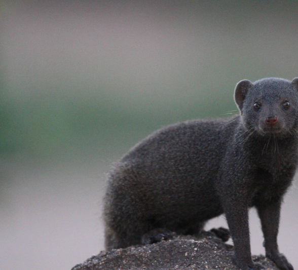 34 Louise Murray Dwarf Mongoose 05012019 1 34 Louise Murray Dwarf Mongoose 05012019 1