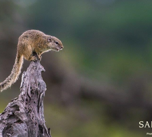 11Terry Ennever Squirrel 4117 Final 11Terry Ennever Squirrel 4117 Final