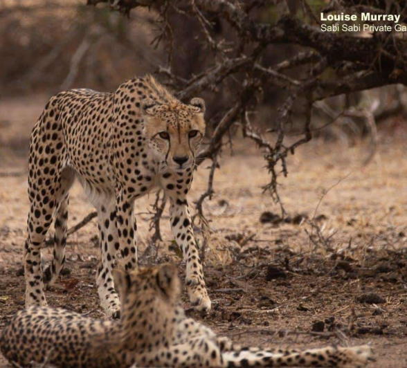 24Louise Murray Cheetah 14102019 2 Final 24Louise Murray Cheetah 14102019 2 Final