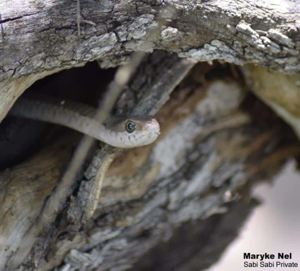 28Maryke Nel Female Boomslang 20122019 3 Final 28Maryke Nel Female Boomslang 20122019 3 Final