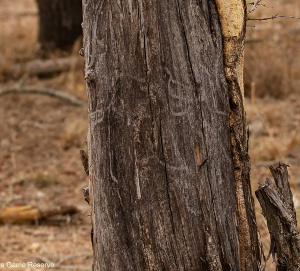 08Amy Leigh Dead Tree Wood Borer Scar Final 08Amy Leigh Dead Tree Wood Borer Scar Final