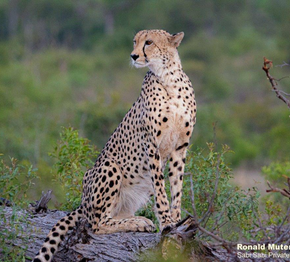 09ronaldmutero Cheetah 16112020 Final 09ronaldmutero Cheetah 16112020 Final