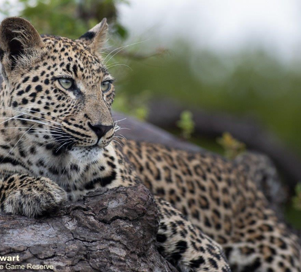 B06Graeme Stewart Golonyi 310122 2  Final