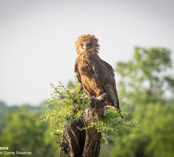 20andries Eagle.bataleur 071120 1 Final 20andries Eagle.bataleur 071120 1 Final
