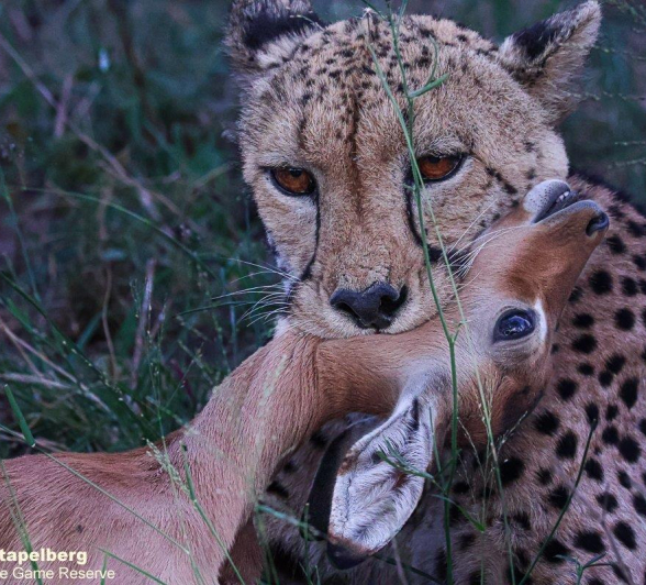 A02Coenraad Stapelberg Cheetah 121222 4 Final