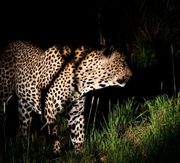 Leopards Mating