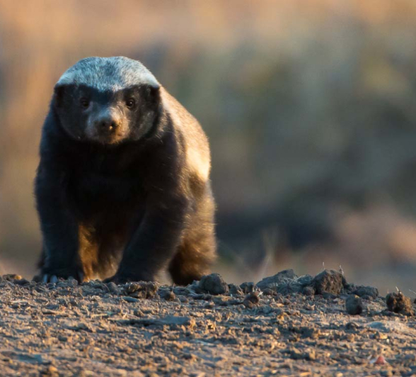 02Terry Ennever Honey Badger 02Terry Ennever Honey Badger