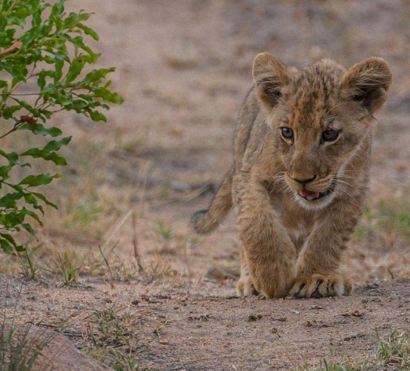 07Terry Ennever Lion And Cubs2 6 3 16 07Terry Ennever Lion And Cubs2 6 3 16