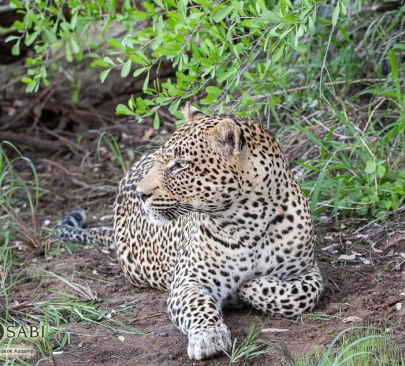 08Frederik Aucamp Nweti Male Leopard 220119 Final 08Frederik Aucamp Nweti Male Leopard 220119 Final