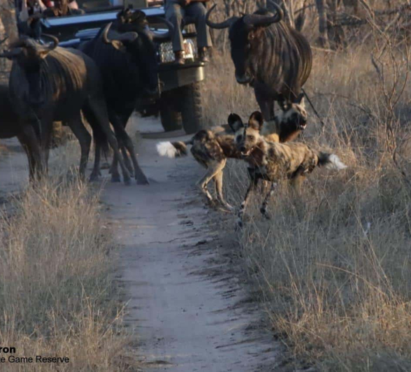 28Bianca Theron Wild Dog Gnu 28092019 1 Final 28Bianca Theron Wild Dog Gnu 28092019 1 Final