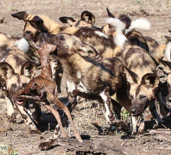 26andries Ndlovu Wild Dogs 151119 8 Final 26andries Ndlovu Wild Dogs 151119 8 Final