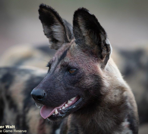 24Tyron Van Der Walt Wild Dogs 060521  Final