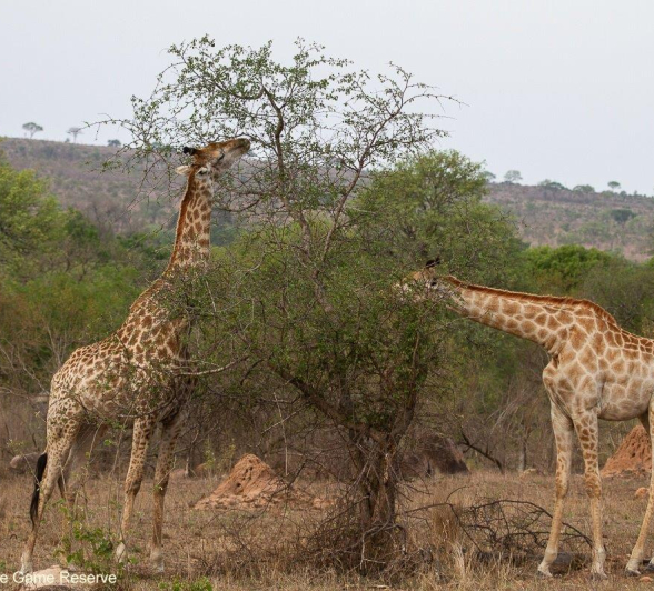 A18Amy Leigh Giraffe 2 041121 Final A18Amy Leigh Giraffe 2 041121 Final
