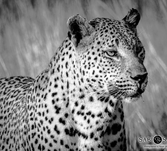 29Kevan Dobbie Max 2011.3 Final