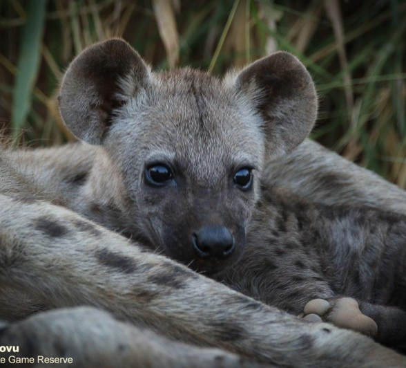 33andries Hyena.den 100421 1 Final 33andries Hyena.den 100421 1 Final