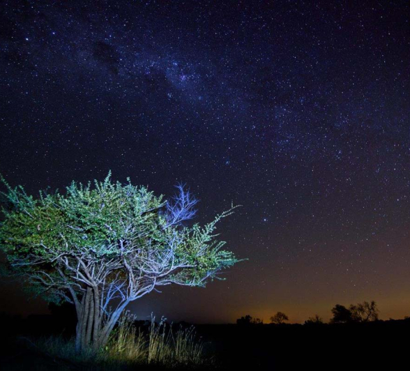 Mike Palmer Star Tree 3 Mike Palmer Star Tree 3