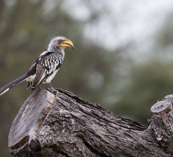 Hornbill Hornbill