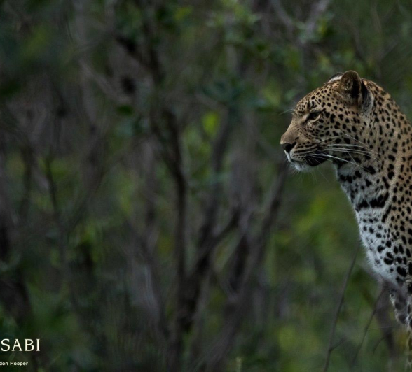 16Sheldon Hooper Kigelia 09 01 17 2 Final 16Sheldon Hooper Kigelia 09 01 17 2 Final