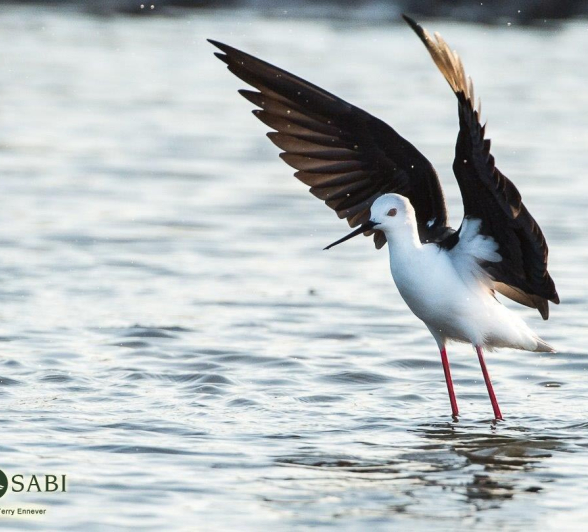 33Terry Ennever BWS Final