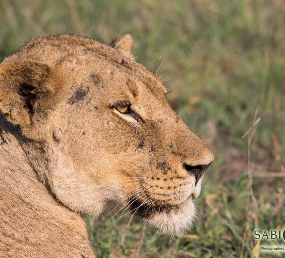 29Franscois Rosslee Lions Mating2 1 Of 1 Final 29Franscois Rosslee Lions Mating2 1 Of 1 Final