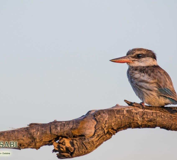 20Kevan Dobbie Striped Kingfisher 091018 Final 20Kevan Dobbie Striped Kingfisher 091018 Final