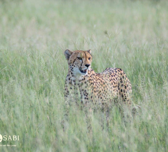 30Kevin Van Der Linde Cheetah 25022019 5 Final 30Kevin Van Der Linde Cheetah 25022019 5 Final