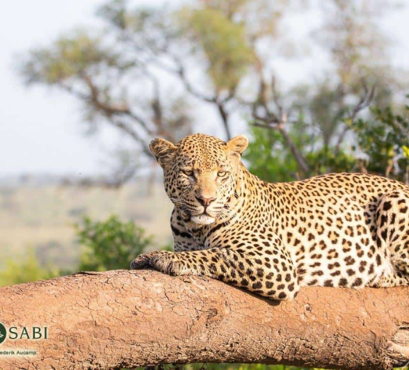 21Frederik Aucamp White Dam Male Leopard 10 03 2019 2 Final 21Frederik Aucamp White Dam Male Leopard 10 03 2019 2 Final