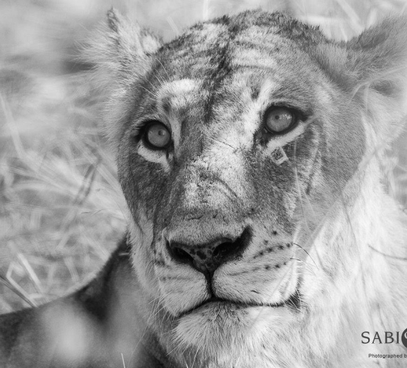 26Kevin Van Der Linde SP 02082019 Final 26Kevin Van Der Linde SP 02082019 Final