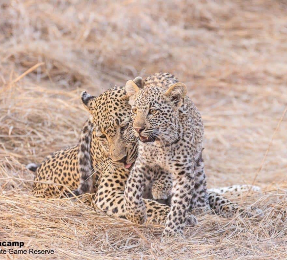 23Frederik Aucamp Scocia Female Leopard And Cub 22 10 2019 2 Final