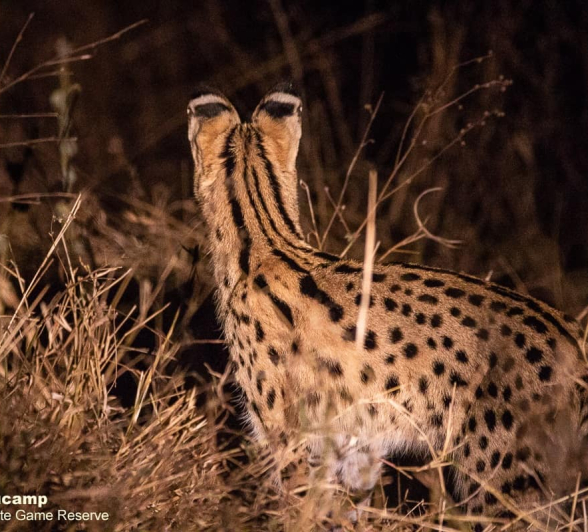 05Frederik Aucamp Serval 23 10 2019 Final