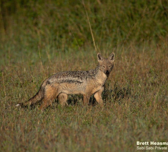 08Brett Heasman Jackal 22042020 Final