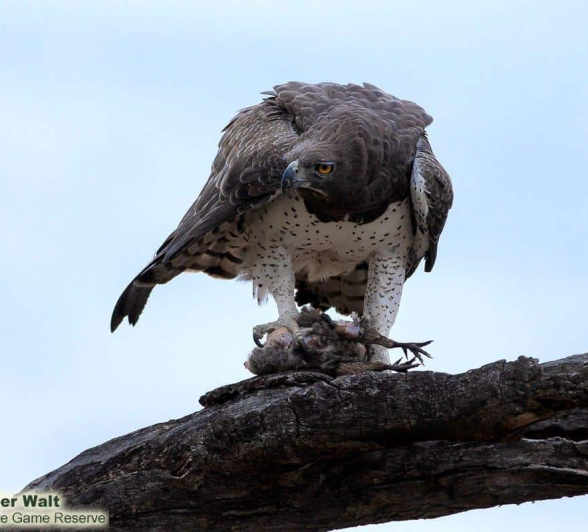 16Tyron Van Der Walt Martial Eagle 160720 1 Edit Final 16Tyron Van Der Walt Martial Eagle 160720 1 Edit Final