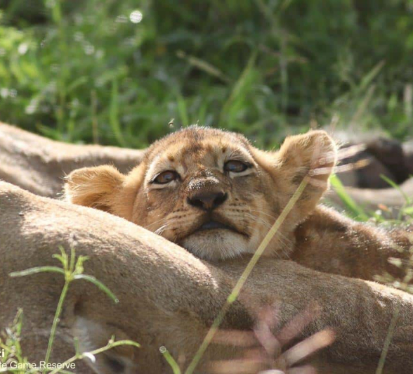 20Marco Vietti Mhangeni 1 040121  Final