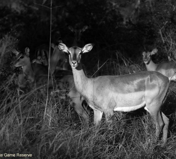 34Amy Leigh Impala 1 Bw 010421 Final