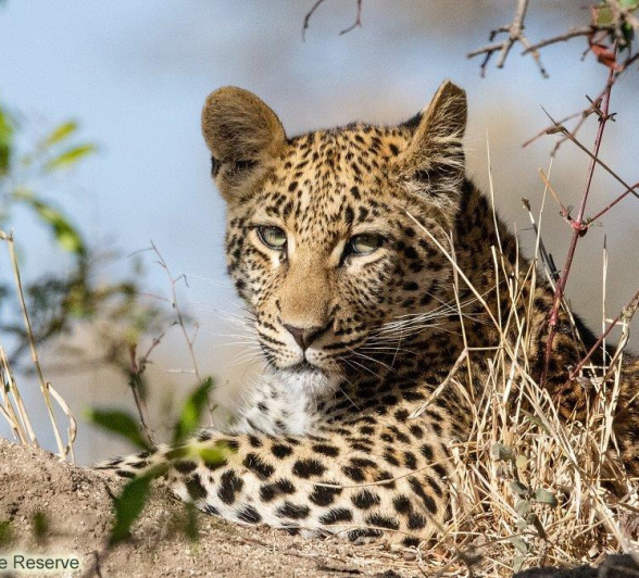 B11ronald Mutero Ntsumi And Cub 01082021 7 Final