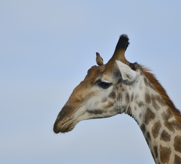 Giraffe Pose On Safari