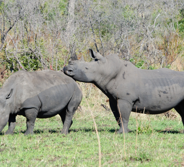 Rhinos Mating 2