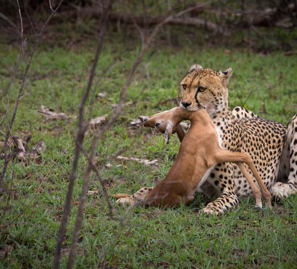 07Cheeyah Kill1 07Cheeyah Kill1