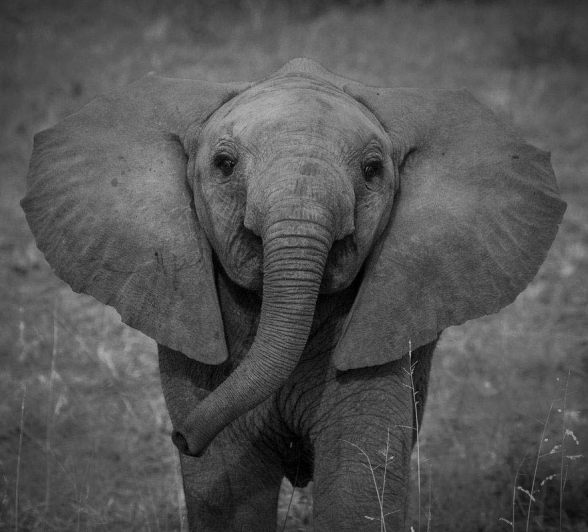 11Mike L Elephant Play 3 11Mike L Elephant Play 3