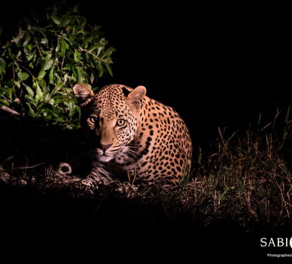 20Franscois Rosslee WDcub2 Final