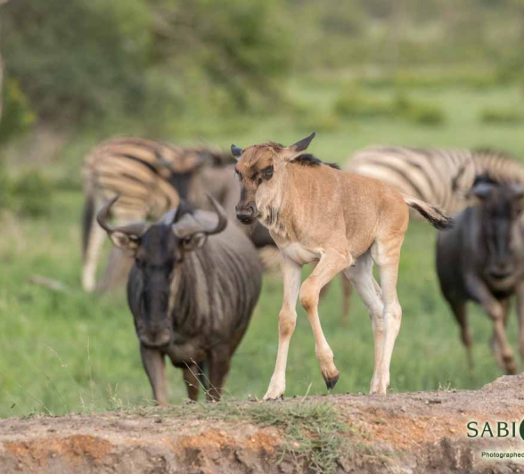 02Kyle 23 Dec Baby Gnu 5 Final 02Kyle 23 Dec Baby Gnu 5 Final