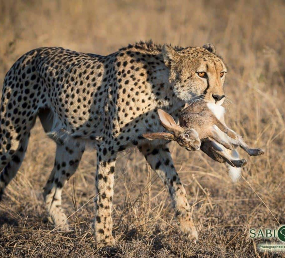 06Terry Ennever Cheetah 2018625 Final 06Terry Ennever Cheetah 2018625 Final