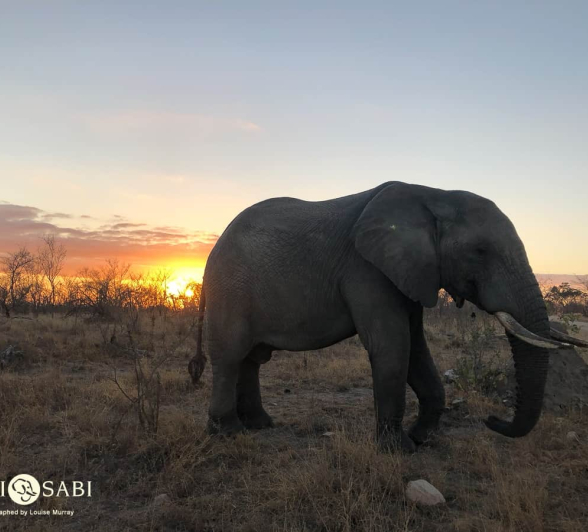 Louise Murray Rhino Bull Final