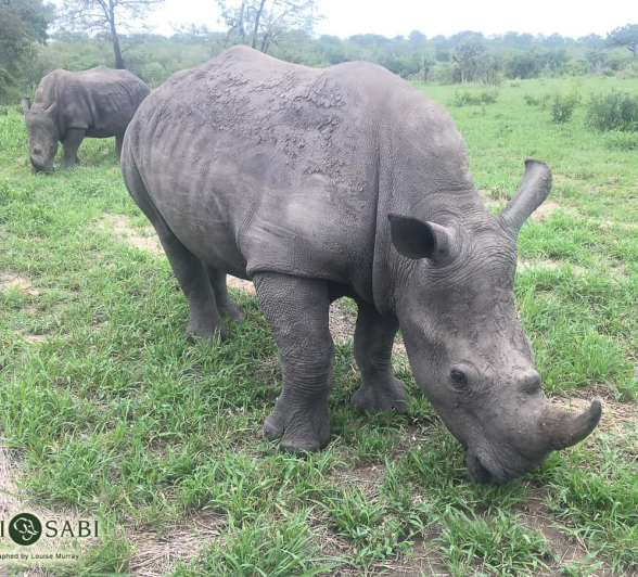 Louise Murray Rhino Final